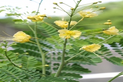 Caesalpinia pulcherrima